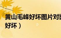 黄山毛峰好坏图片对比（如何分辨黄山毛峰的好坏）