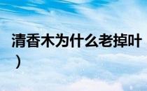 清香木为什么老掉叶（清香木老是掉叶怎么办）