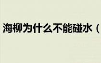 海柳为什么不能碰水（海柳为什么不能碰水）