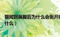 猫闻到臭脚后为什么会张开嘴（猫闻到臭脚后会张开嘴是为什么）