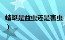 蜻蜓是益虫还是害虫（蜻蜓属于益虫还是害虫）