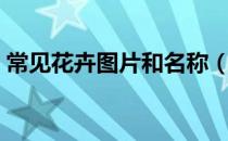 常见花卉图片和名称（常见花卉图片及名称）