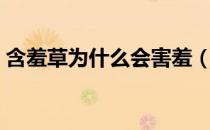 含羞草为什么会害羞（含羞草会害羞的原因）