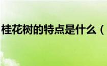 桂花树的特点是什么（桂花树的特点有哪些 ）