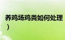 养鸡场鸡粪如何处理（养鸡场鸡粪该如何处理）