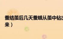 蚕结茧后几天蚕蛾从茧中钻出来（蚕结茧后几天蚕蛾才能出来）