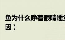 鱼为什么睁着眼睛睡觉（鱼睁着眼睛睡觉的原因）