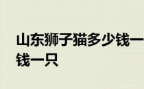 山东狮子猫多少钱一只幼崽 山东狮子猫多少钱一只