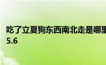 吃了立夏狗东西南北走是哪里的立夏习俗 蚂蚁新村立夏习俗5.6