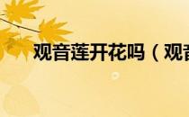 观音莲开花吗（观音莲开什么样的花）