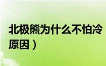 北极熊为什么不怕冷（北极熊为什么不怕冷的原因）
