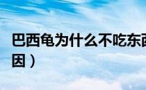 巴西龟为什么不吃东西（巴西龟不吃东西的原因）