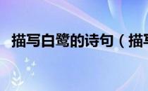 描写白鹭的诗句（描写白鹭的诗句有哪些）