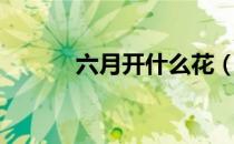 六月开什么花（六月什么花开）