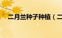 二月兰种子种植（二月兰种子种植方法）