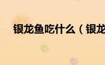 银龙鱼吃什么（银龙鱼吃什么食物最好）