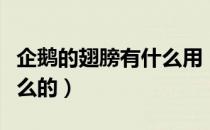 企鹅的翅膀有什么用（企鹅的翅膀是用来干什么的）