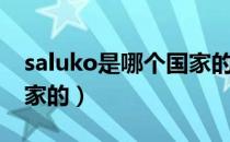 saluko是哪个国家的品牌（saluko是哪个国家的）