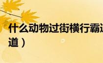 什么动物过街横行霸道（什么动物过街横行霸道）