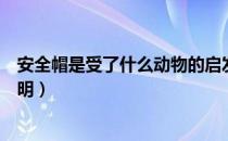 安全帽是受了什么动物的启发（安全帽是因为什么动物而发明）