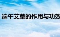 端午艾草的作用与功效（端午艾叶可以吃吗）