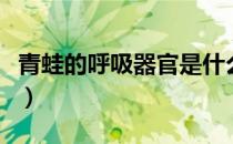 青蛙的呼吸器官是什么（青蛙用什么器官呼吸）