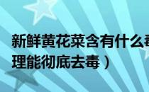 新鲜黄花菜含有什么毒素（新鲜黄花菜怎么处理能彻底去毒）