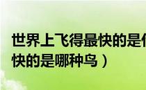 世界上飞得最快的是什么飞机（世界上飞得最快的是哪种鸟）