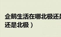 企鹅生活在哪北极还是南极（企鹅居住在南极还是北极）