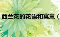 西兰花的花语和寓意（西兰花的花语是什么）