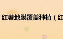 红薯地膜覆盖种植（红薯地膜覆盖种植方法）