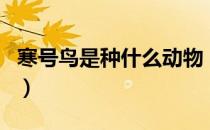 寒号鸟是种什么动物（寒号鸟是不是鸟类动物）