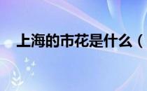 上海的市花是什么（什么花上海的市花 ）
