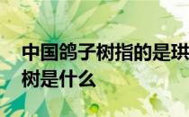 中国鸽子树指的是珙桐吗 蚂蚁新村中国鸽子树是什么