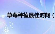 草莓种植最佳时间（草莓什么时候种植）