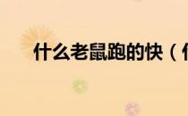 什么老鼠跑的快（什么老鼠跑的最快）