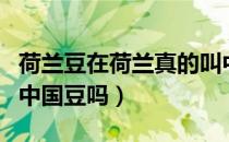 荷兰豆在荷兰真的叫中国豆吗（荷兰豆真的叫中国豆吗）