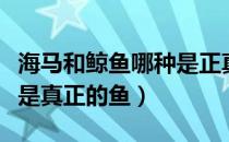 海马和鲸鱼哪种是正真的鱼（海马和鲸鱼哪个是真正的鱼）