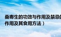 桑寄生的功效与作用及禁忌的功效与作用（桑寄生的功效与作用及其食用方法）