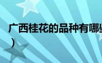 广西桂花的品种有哪些（广西桂花有什么品种）