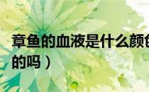 章鱼的血液是什么颜色啊（章鱼的血液是红色的吗）