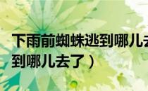 下雨前蜘蛛逃到哪儿去了（下雨前蜘蛛通常逃到哪儿去了）