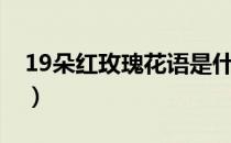 19朵红玫瑰花语是什么（19朵红玫瑰的花语）