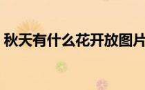 秋天有什么花开放图片（秋天有什么花开放）
