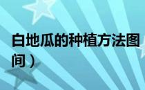 白地瓜的种植方法图（白地瓜的种植方法和时间）