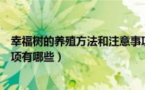 幸福树的养殖方法和注意事项（幸福树的养殖方法和注意事项有哪些）