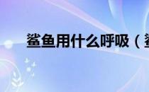 鲨鱼用什么呼吸（鲨鱼是用什么呼吸）