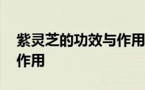 紫灵芝的功效与作用及用量 紫灵芝的功效与作用