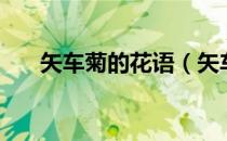 矢车菊的花语（矢车菊的花语是什么）