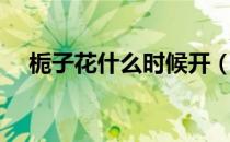 栀子花什么时候开（栀子花的开花时间）